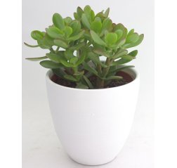 Jade plant (20 cm)-thumbnail