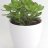 Jade plant (20 cm)-thumbnail