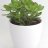 Jade plant (20 cm)-thumbnail