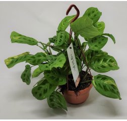 Maranta leuconeura var. kerchoveana p 14, amppeli-thumbnail