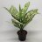 Kirjovehka (Dieffenbachia maculata) 'White Etna' p 18-thumbnail