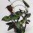 Aasinkorva (Syngonium erythrophyllum) 'Llano Carti Road' p 11-thumbnail