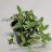 Pussiköynnös (Dischidia oiantha variegata) p 10-thumbnail