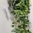 Rubiiniposliinikukka (Hoya tsangii) p 10,5-thumbnail
