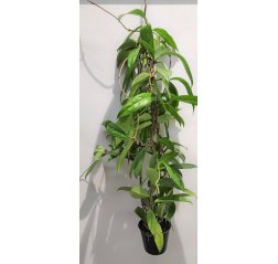 Posliinikukka (Hoya) 'Pubicalyx' p 10,5-thumbnail
