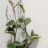Isoposliinikukka (Hoya carnosa) 'Albomarginata' p 10,5-thumbnail