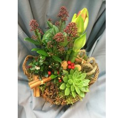 Christmas flower arrangement with scimmia japonica-thumbnail
