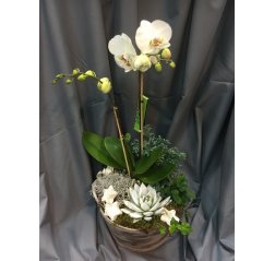 Jouluinen orkidea istutus-thumbnail