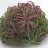Tillandsia brachycaulos red enhanced-thumbnail