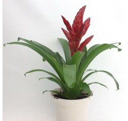 Scarlet star Guzmania-thumbnail