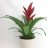 Scarlet star Guzmania-thumbnail