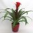 Guzmania El Cope-thumbnail