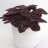 Peperomia cap. Schumi red-thumbnail