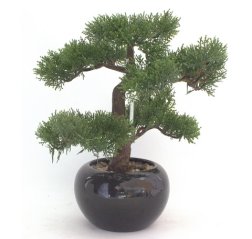 Cypress Bonsai Artificial Tree-thumbnail