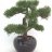 Keinotekoinen sypressi bonsai-thumbnail