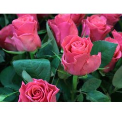 Bouquet of pink roses-thumbnail