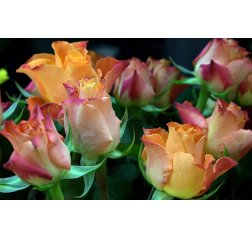 Bouquet of Peach roses 'Marie Claire'-thumbnail