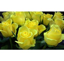 Bouquet of yellow roses-thumbnail