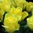 Bouquet of yellow roses-thumbnail