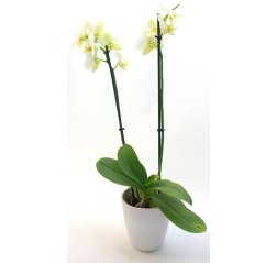 Phalaensopsis orchid with 2 stems-thumbnail