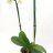 Phalaensopsis orchid with 2 stems-thumbnail