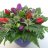 Colorful tulip bouquet-thumbnail