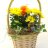 Easter flower arrangement of chrysanthemum-thumbnail