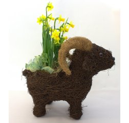 Easter goat arrangement-thumbnail
