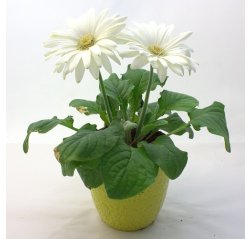 White gerbera with a ceramic pot-thumbnail