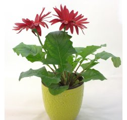 Red gerbera with a ceramic pot-thumbnail