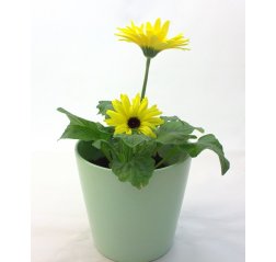 Yellow gerbera with a ceramic pot-thumbnail