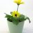 Yellow gerbera with a ceramic pot-thumbnail
