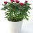 Potted rose with ceramic pot-thumbnail