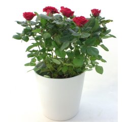 Potted rose without ceramic pot-thumbnail