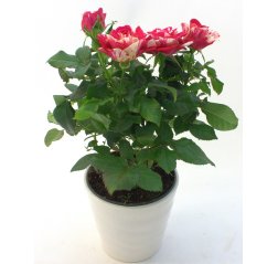 Potted rose with ceramic pot, smaller-thumbnail