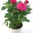 Potted rose without ceramic pot, smaller-thumbnail