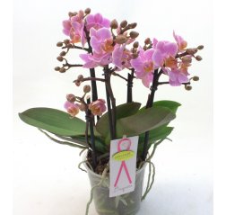Violet phalaenopsis Orchid-thumbnail