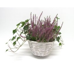 Autumnal heather in a hanging basket-thumbnail