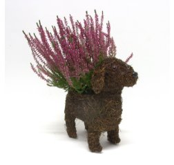A dog arrangement with red calluna-thumbnail