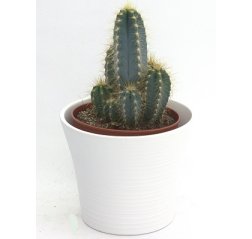 Kaktus -thumbnail