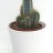 Cactus-thumbnail