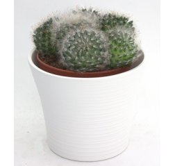 Kaktus-thumbnail