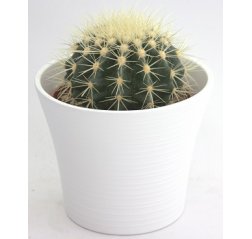 Cactus ball-shaped-thumbnail