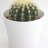 Cactus ball-shaped-thumbnail