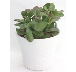 Jade plant (25 cm)-thumbnail