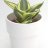 Hahnii plant-thumbnail