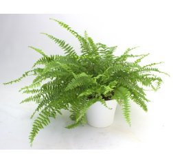 Fern plant-thumbnail