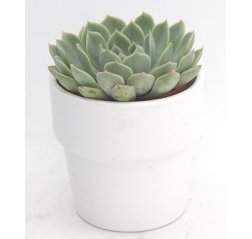 Star succulent-thumbnail