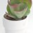 Paddle plant-thumbnail