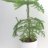 Norfolk Island pine-thumbnail